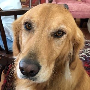 Meet your Posher, Elizabeth